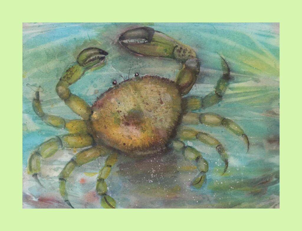 a crab in water